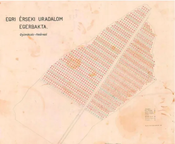 2. ábra Az egri érseki uradalom egerbaktai gyümölcsösének térképe 1937-ből
