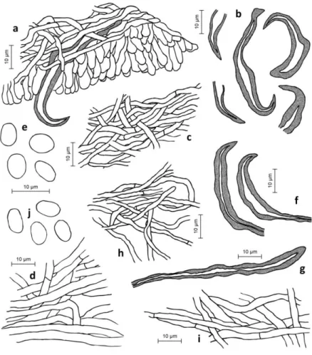 Figure 2. Micromorphological structures of Onnia triquetra, collected from Pinus  sylvestis  (a-e)  and  Pinus  nigra  (f-j)  a