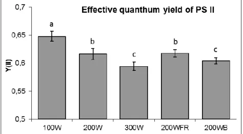 Figure  3.  Photochemical  utilization  of  absorbed  light  energy  determined  in  spinach  leaves  grown  under  different  light  conditions  at  steady  state  level  of  photosynthesis