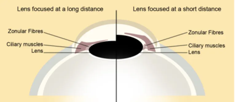 Figure 7: Accommodation of the lens