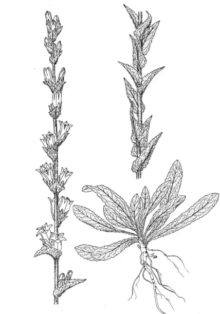 Figure 1. Campanula macrostachya Waldst. &amp; Kit. ex Willd. (drawn by J. Táborská). 