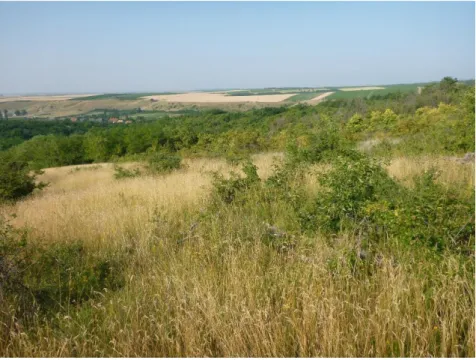 Figure 3. Habitat of Campanula macrostachya at village of Szomolya village (7 July  2015) (photo of A