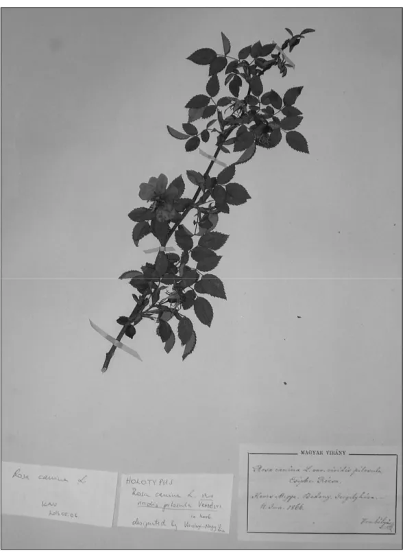 1. ábra: A Rosa canina L. var. viridis pilosula V RABÉLYI (in herb.)  holotípusa / Fig