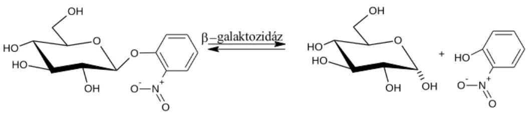 14. ábra: o-nitrofenol-β-D-galaktozid enzimatikus hidrolízise  3.2.2. Szénhidrát analízis HPLC-ELSD-vel 
