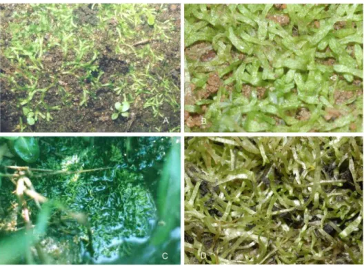 Figure 1. Riccia stricta specimens collected from different localities of Western Ghats,  A: KPR  106927 (terricolous)