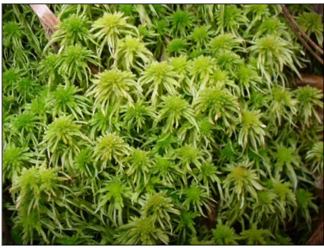 Fig. 1. The Sphagnum quinquefarium in the Ilona Valley of the Mátra Mountains in  Northeast-Hungary 
