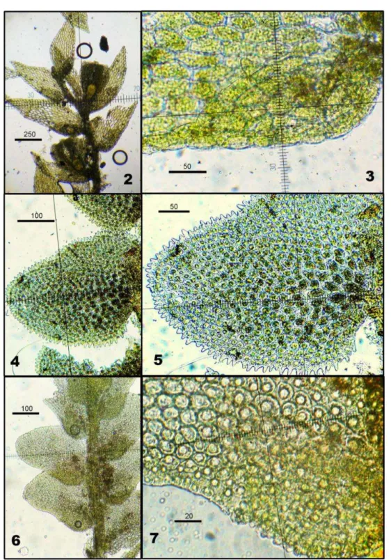 Fig. 2 – 3: Cololejeunea longifolia (Mitt.) Mizut. Fig. 4 – 5: Cololejeunea chenii Tixier.