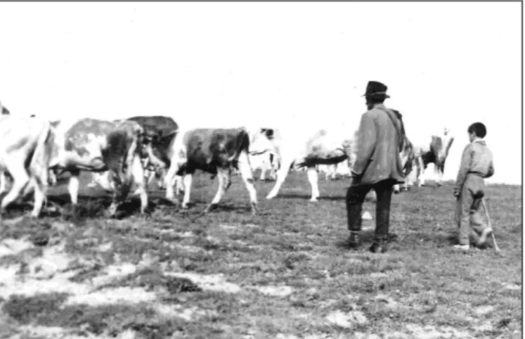 2. kép.  Pásztor és bojtár a legelő tehenekkel. Filkeháza, 1970-es évek.  
