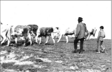 2. kép.  Pásztor és bojtár a legelő tehenekkel. Filkeháza, 1970 - es évek. 