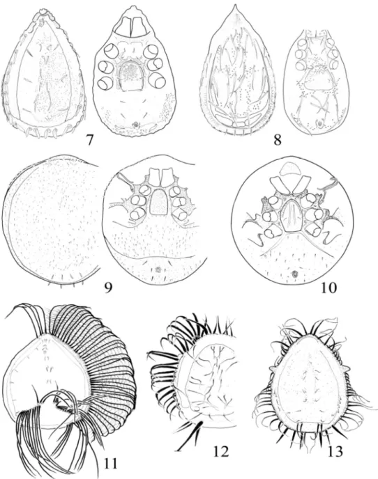 Figs 7-13. Endemic Neotropical Uropodina mites. 7: species from the genus  Kaszabjbaloghia,  8:  species  from  the  genus  Tetrasejaspis,  9:  species  from  the  genus  Trichouropodella,  10:  Brasiluropoda,  11:  species  from  the  genus   Clau-siadiny