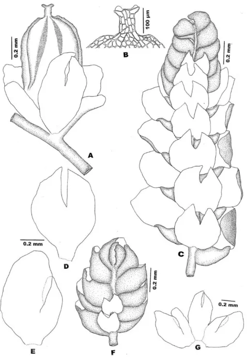 Figure 2. Lejeunea discreta Lindenb.: a: Perianth; b: Apical cells of perianth; c: Part of  plant with androecium; d: Female bracteole; e: Female bract; f: Androecium; g: Female 