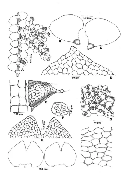 Figure 3. Lejeunea eifrigii Mizut.: A: Part of plant; B,C: Leaves; D: Apical cells of leaf  lobe; E: Leaf lobule; F: Cross section of stem; G: Median cells of leaf lobe with oil  bodies; H: Apical cells of underleaf; I,J: Underleaf; K: Basal cells of leaf 