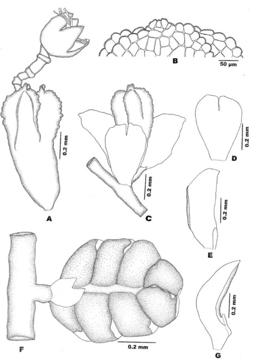 Figure 4. Lejeunea eifrigii Mizut.: a,c: Perianth; b: Apical cells of perianth; d: Female  bracteole; e,g: Female bracts; f: Androecium
