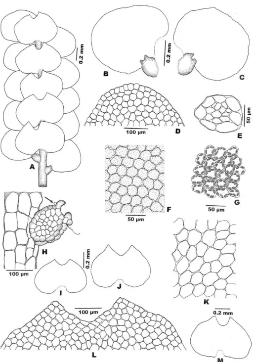Figure 5. Lejeunea sordida (Nees) Nees: A: Part of plant; B, C: Leaves; D: Apical cells  of leaf lobe; E: Cross section of stem; F: Median cells of leaf lobe; G: Median cells of  leaf lobe with oil bodies; H: Leaf lobule; I,J,M: Underleaves; K: Basal cells
