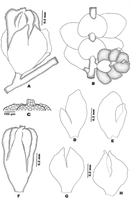 Figure 6. Lejeunea sordida (Nees) Nees: a,f: Perianth; b: Part of plant with androecium; 