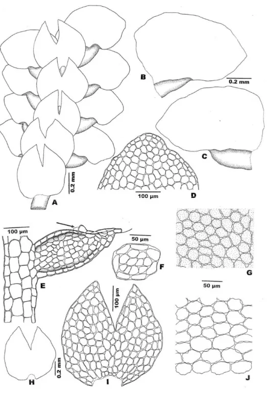 Figure 1. Lejeunea discreta Lindenb.: A: Part of plant; B-C: Leaves; D: Apical cells of  leaf lobe; E: Leaf lobule; F: Cross section of stem; G: Median cells of leaf lobe; H: 