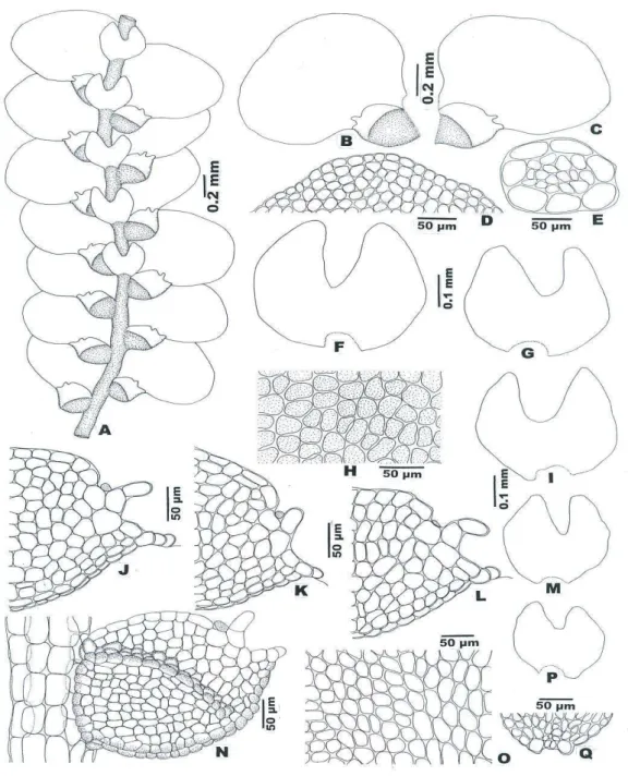 Figure 1. Lejeunea gradsteinii G.E. Lee, A. Damanhuri &amp; A. Latiff sp. nov.: A: Part of  plant; B,C: Leaves; D: Apical cells of leaf lobe; E: Cross section of stem; F,G,I,M,P: 