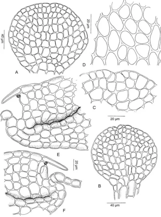 Figure 2. Cheilolejeunea ulugurica. A, B. Underleaves. C. Apex of underleaf. D. Cells  from mid-lobe