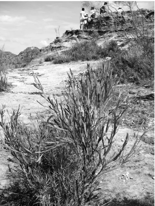 Fig. 1: Dry rock vegetation in Isalo National Park with Mundulea phylloxylon  (Fabaceae) in the foreground