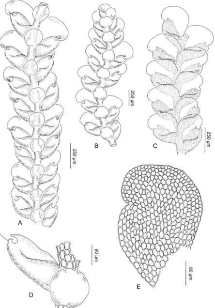 Figure 1. Cheilolejeunea ulugurica A, B. Part of shoot, ventral view. C. Part of shoot,  dorsal view