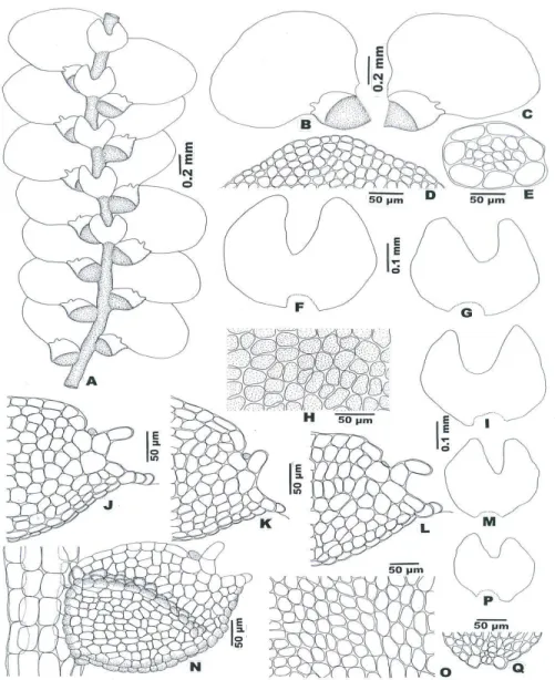 Figure 1. Lejeunea gradsteinii G.E. Lee, A. Damanhuri &amp; A. Latiff sp. nov.: A: Part of  plant; B,C: Leaves; D: Apical cells of leaf lobe; E: Cross section of stem; F,G,I,M,P: 