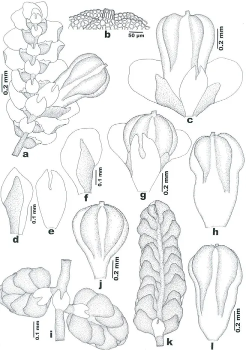 Figure 2. Lejeunea gradsteinii G.E. Lee, A. Damanhuri &amp; A. Latiff sp. nov.: a: Part of  plant, with perianth-bearing branch; b: Apical cells of perianth; c,g: Perianths with bracts 