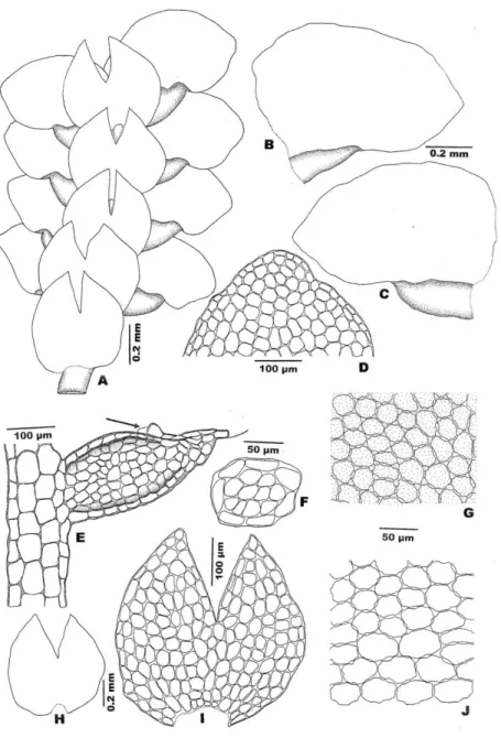 Figure 1. Lejeunea discreta Lindenb.: A: Part of plant; B-C: Leaves; D: Apical cells of  leaf lobe; E: Leaf lobule; F: Cross section of stem; G: Median cells of leaf lobe; H: 