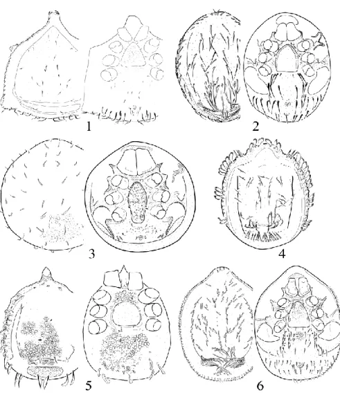 Figs 1-6. Neotropical Uropodina mites. 1-3: Circumtropical genera (1: speci- speci-es from genus Deraiophorus from Brasil, 2: specispeci-es from genus Trigonuropoda  from  Costa  Rica,  3:  species  from  genus  Rotundabaloghia  from  Ecuador),  4: 