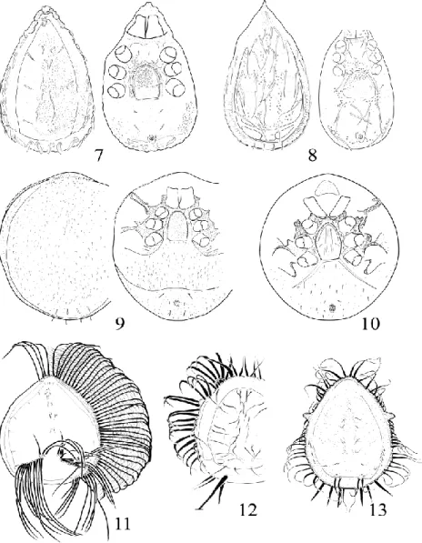 Figs 7-13. Endemic Neotropical Uropodina mites. 7: species from the genus  Kaszabjbaloghia,  8:  species  from  the  genus  Tetrasejaspis,  9:  species  from  the  genus  Trichouropodella,  10:  Brasiluropoda,  11:  species  from  the  genus   Clau-siadiny