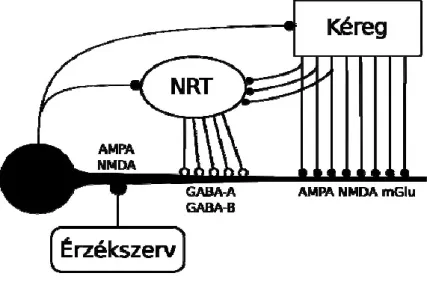 AMPA és NMDA glutamát-receptorokkal  fogadják a szenzoros jeleket (1. ábra) (Tumer és mtsai  1994).