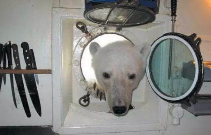 2. ábra „Egy kaját szagoló jegesmedve kukkant be a turistahajó  ablakán a Sarkkör közelében, Svalbard-on” 
