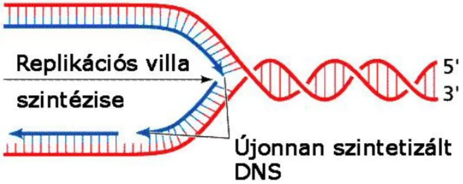 10. ábra: A DNS-molekula replikációja 