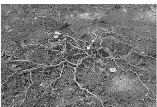 1. kép: Az Euonymus verrucosus gyökérzete már a talaj felső 5 cm rétegének eltávolítá- eltávolítá-sakor teljes mértékben felszínre kerül (Kárász I
