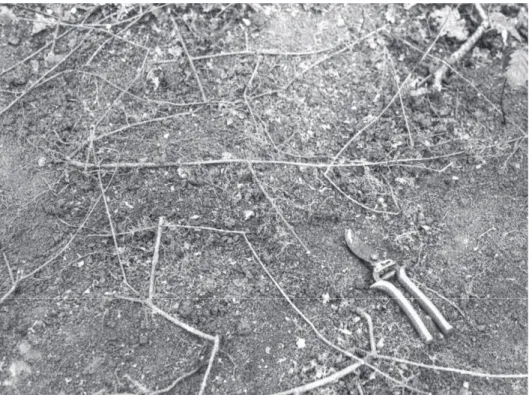 1. kép: A fagyal sztólóival és járulékos gyökereivel rácsszerűen behálózza a   talaj avarral érintkező felszíni rétegét 