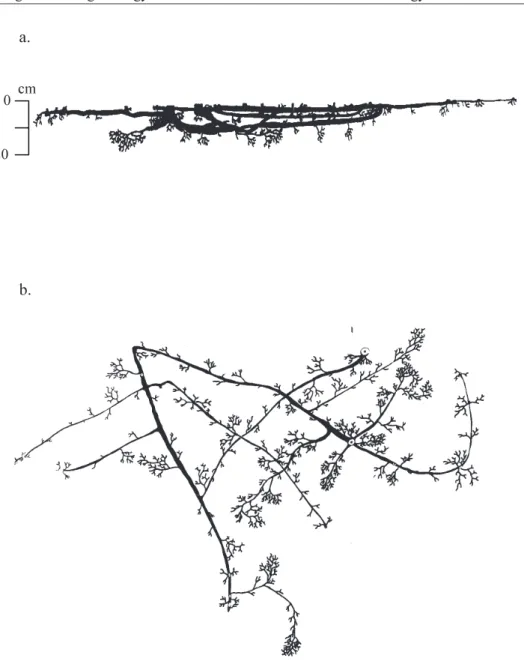 3. ábra A III. számú Ligustrum vulgare vertikális (a) és horizontális (b) rizogramja. 