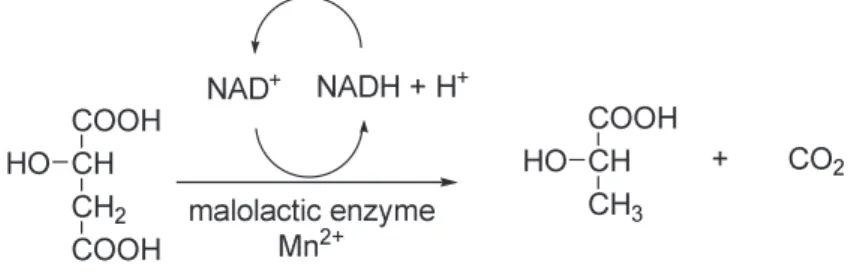 Figure 3. Biochemical mechanism of malolactic fermentation