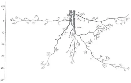Fig. 2. Vertical aspect of the root system of Crataegus monogyna (1st sample). 