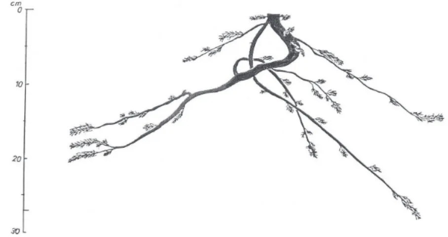 Fig. 8. Vertical aspect of the root system of Crataegus monogyna (8th sample). 