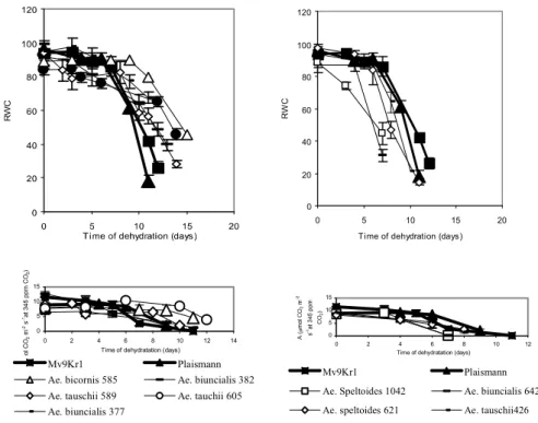 Fig. 1 Effects of drought stress on relative water content (RWC, above) and on time  dependence of net CO 2  assimilation rate (A, below) at 1000  E m -2  s -1  light intensity 