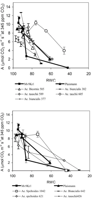 Fig. 2 Effects of decrease in relative water content (RWC) on the net CO 2  assimila- assimila-tion rate (A) at 1000  E m -2  s -1  light intensity for wheat and for Aegil ops  genotypes
