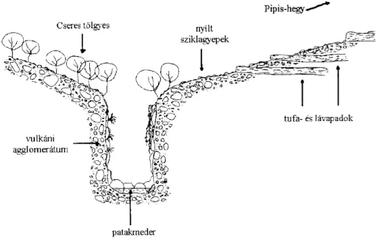 2. ábra:  A  Tarjánka-szurdok  metszeti  rajza  (Kádár  K.  1998  nyomán)  Fig.  2. The cross section  view  of the Tarjánka-gorge (After Kádár, K