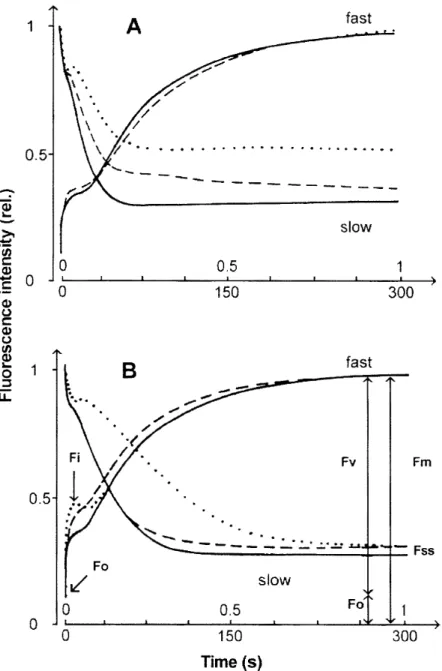 Fig. 1 Examples  of fast  and  slow  chlorophyll  fluorescence  transients  of  dark-adapted  Phragmites  leaves  typical  for  Lake  Balaton  (A)  and  Kis-Balaton (B) with  an indication  of the fluorescence  induction  parameters