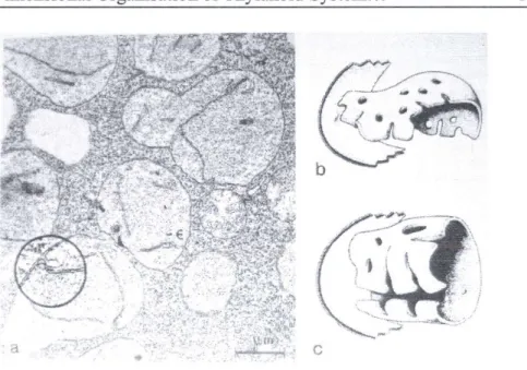 Fig. 6 Lolium proplastids  from  meristematic  tissue  (a) and  two  reconstituted  3-dimensional  views  of lamellae  (b and c)