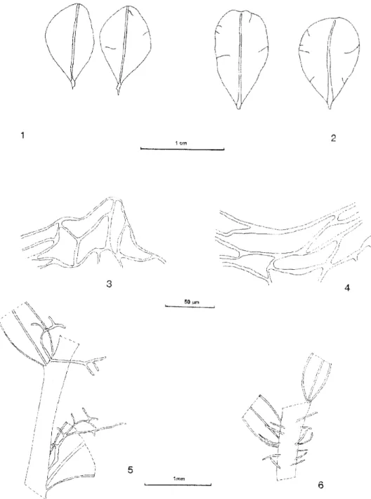 1. ábra.  1-2 levelek.  1. Rhizomnium  punctatum  (Hedw.)  T. Kop.  2. 