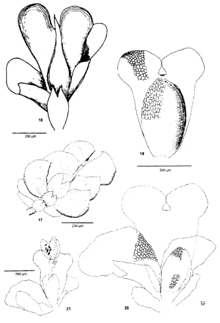 Fig. 19: the  perianth,  fig. 20: the  perichaetial  leaves  of  O.  subana, showing  the  position  of  removed  perianth