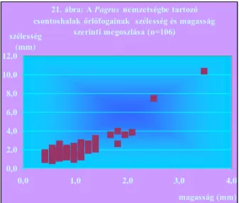 21. ábra: A Pagrus nemzetségbe tartozó  csontoshalak őrlőfogainak  szélesség és magasság 