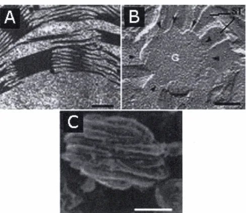 Fig. 3 Evidences of helical arrangement of stroma membranes around the  granum by different electron microscopic techniques
