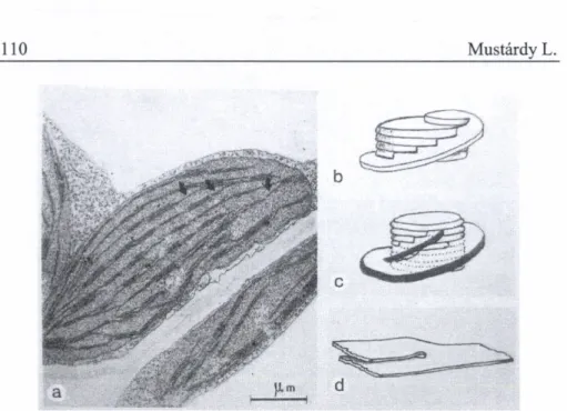 Fig. 8 Plastid profde from young chloroplast (a) showing fret connections  between parent lamellar sheets (arrows)