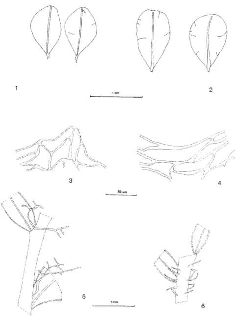 1. ábra. 1-2 levelek. 1. Rhizomnium punctatum (Hedw.) T. Kop. 2. 
