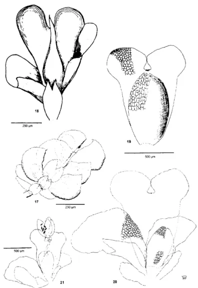 Fig. 19: the perianth, fig. 20: the perichaetial leaves of O. subana,  showing the position of removed perianth